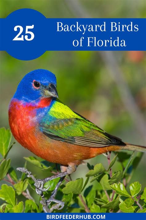 Backyard Birds In Florida 25 Species With Pictures Bird Feeder Hub