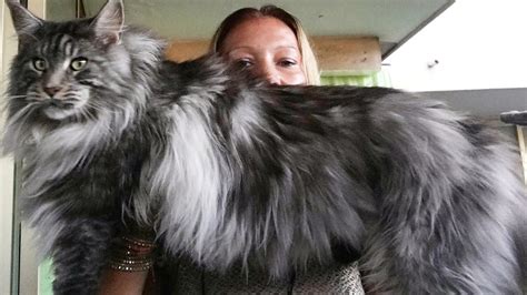 The maine coon is the second most popular breed in america and has earned the nickname (the gentle giant). BEAUTIFUL BIG CAT MAINE COON ...Look how maine coon cat ...