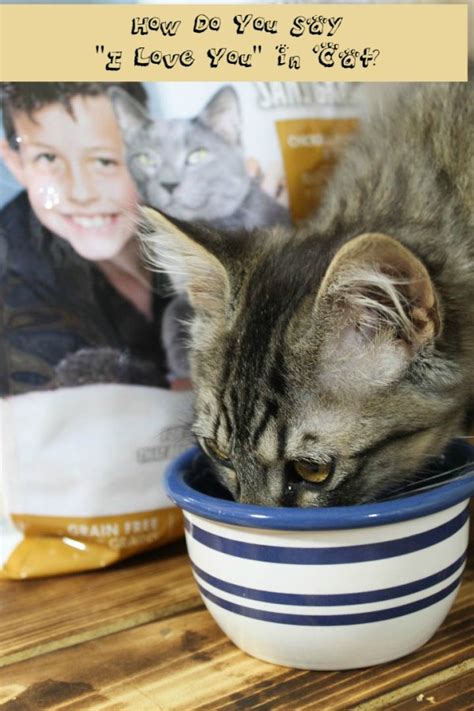 How Do You Say "I Love You" in Cat? #LoveYourPetEveryDay ...