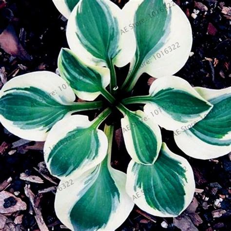 Multi Varieties Hosta Seeds Perennials Plant Seeds 100pcspack