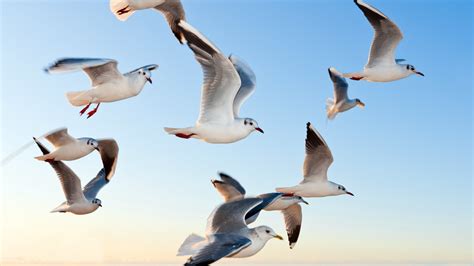 Masaüstü Kuşlar Martılar Kuş Deniz Kuşu Kanat 3840x2160 Piksel