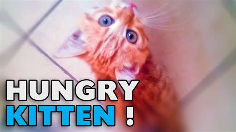 Hungry Kitten Cant Wait For His Food Youtube