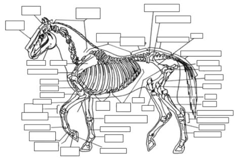 Horse Skeletal System 3 Diagram Quizlet
