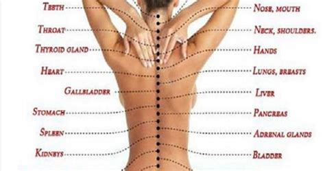 The True Cause Of Pain How The Spine Is Connected To Internal Organs Healthy Life Advices