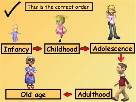 Human life cycle mainly consists of 6 stages. Pictures Of The Human Life Cycle - Wild Anal