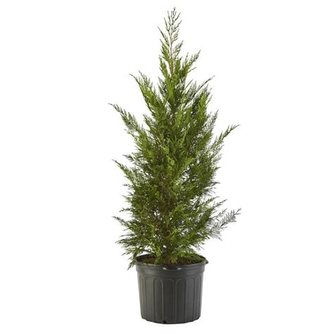 7 Gal Leyland Cypress Evergreen Tree With Green Foliage 15650 The