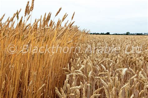 http://www.blackthornarable.co.uk/library/12/images/Wheat.html