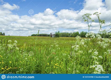 White Flowers In Front Of Green Meadow Under The Cloudscape Sky With