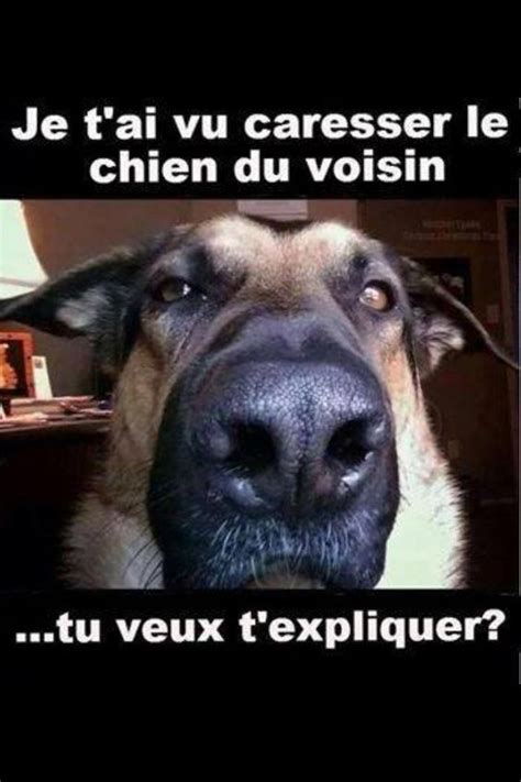 Humour Image Drole Animaux Chien