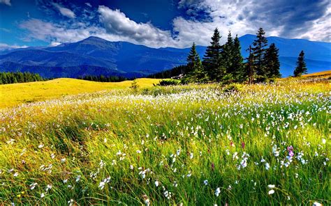 Meadow Of Flowers And Grass Wallpaper