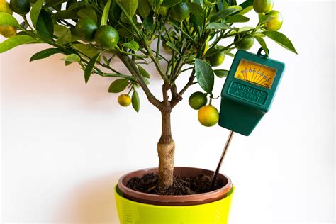 Indoor Lime Tree
