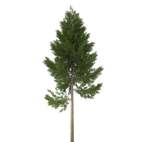 Download pine tree images and photos. 3D model pine tree 22 m | CGTrader