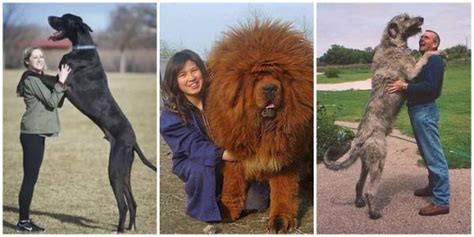Los 20 Perros Más Grandes Del Mundo Razas Reales Con Fotos