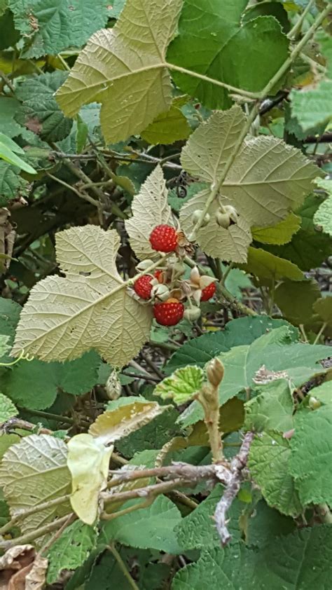Native Raspberry Living Off The Edge