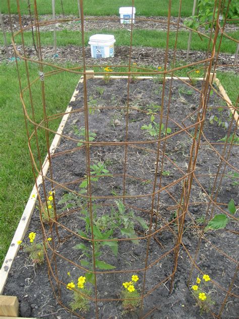 Jun 22, 2021 · how to use tomato cages. Deaf Dogs and Benevolent Gnomes: Homemade Tomato Cages