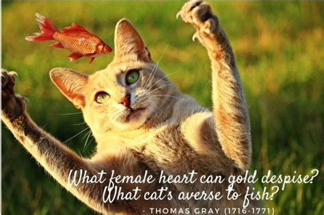 150 Cute Cat Quotes And Sayings Pethelpful