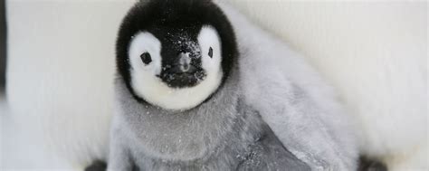 Satellite Trackers To Delve Into Diet Of Emperor Penguin Chicks