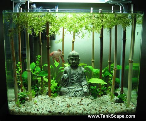 Cool Betta Fish Tank Ideas Fish Care