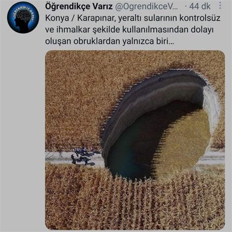 soğan cücüğü on twitter twitter doğa soğan