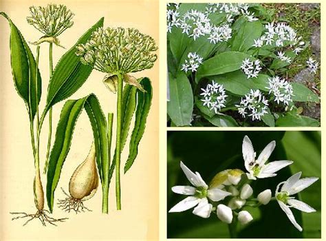 Perché si chiama così e le sue numerose proprietà. Aglio orsino - Allium ursinum