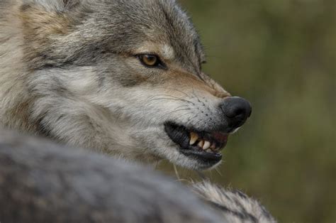 A Rescue Plan For Mexican Gray Wolves Huffpost