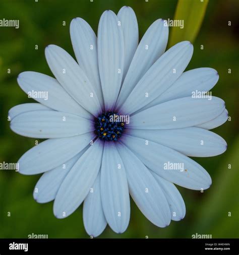 Purple And White Daisy High Resolution Stock Photography And Images Alamy