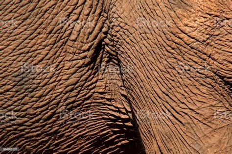 Close Up Of Wrinkled Elephant Skin Stock Photo Download Image Now