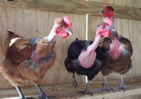 3 Turken Transylvanian Naked Neck Chicken Hatching Eggs EBay
