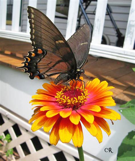 5 Big Zinnia Flowers For Busy Butterfly Garden Growing Tips