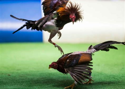 Conoce la historia de las peleas de gallos en Puerto Rico El Nuevo Día
