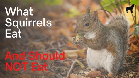 What Squirrels Eat Their Diet And What Not To Feed Them Youtube