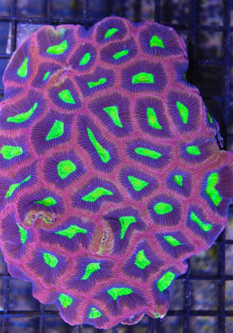 Dragon Soul Favia Beautiful Favia Coral From Austrailia