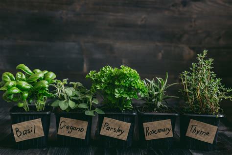 Popular Cooking Herbs And Their Health Benefits A Better Choice