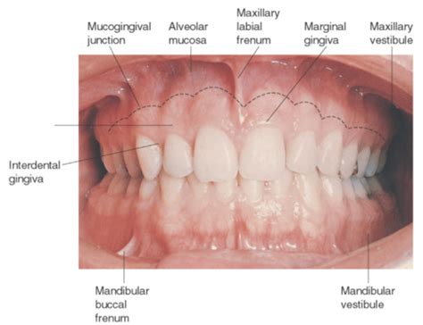 Oral Cavity Landmarks