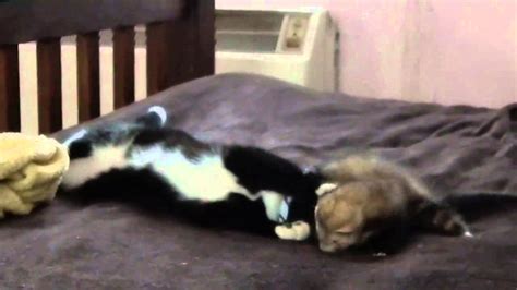 Ferret And Cat Are Best Friends Youtube