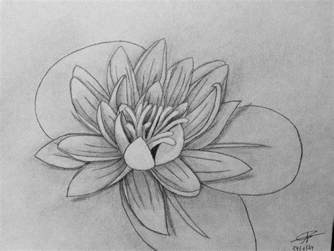Water Lily Drawing Tattoo Outline Drawing Flower Tattoo Drawings