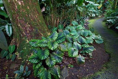 Download Wallpaper Hawaii Tropical Botanical Garden Garden Nature