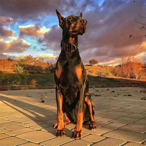 What is the average price of a doberman pincher? How Much Are Doberman Pinschers