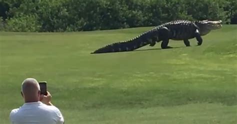 Giant Gator Is Par For This Florida Golf Course Cbs News