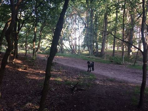 Das feuer breitete sich am tafelberg aus. Honden los in Noorderheide, Tafelbergheide en Huizer Eng ...