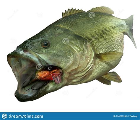 Smallmouth Bass Jumps Out Of Water Illustration Isolate Realistic
