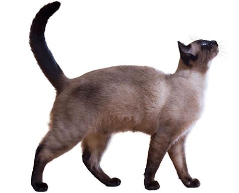 Siamese Cat Kinked Tail Best Cat Wallpaper