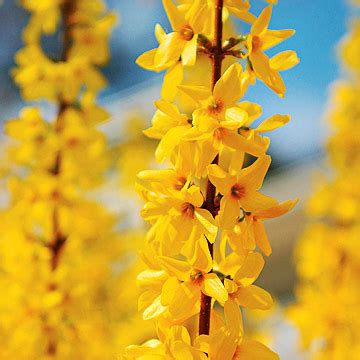 Choose specific taller cultivars suitable to your area. Forsythia