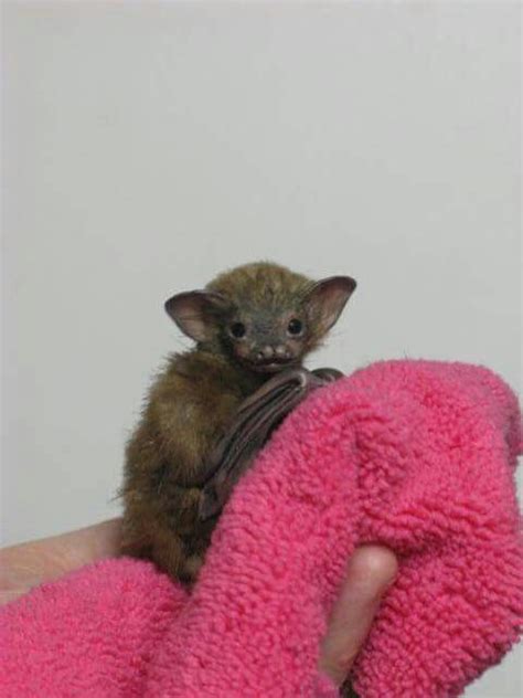 Bumblebee bats compete with the etruscan pygmy shrew for the title of world's smallest mammal. Pin by Laura Williams on Bats!!!!! | Bumblebee bat, Baby ...