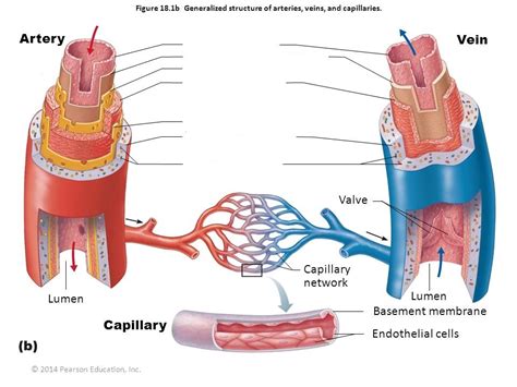 Generalized Structure Of Arteries Veins And Capillaries Diagram Quizlet