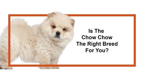Everything You Need To Know About Chow Chow Puppies 2019 Youtube