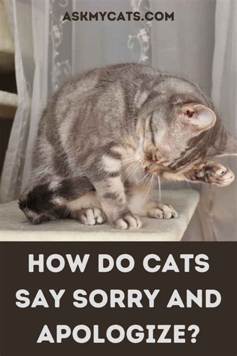 Cats And Sorry Do They Apologize