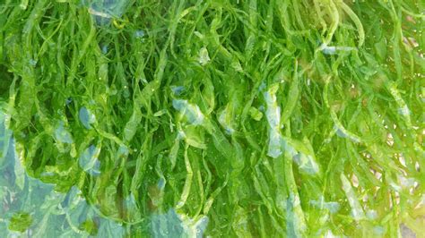 Marine Algae Characteristics Classification Benefits And More