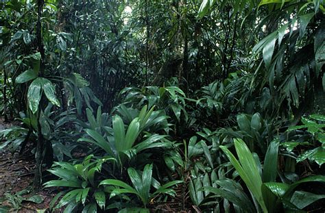 Fileunderstory Palms 1 Rainforest Plants