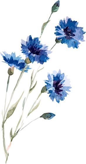 View and Download hd Watercolor Painting Illustration Flowers